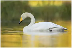 Whooper Swan