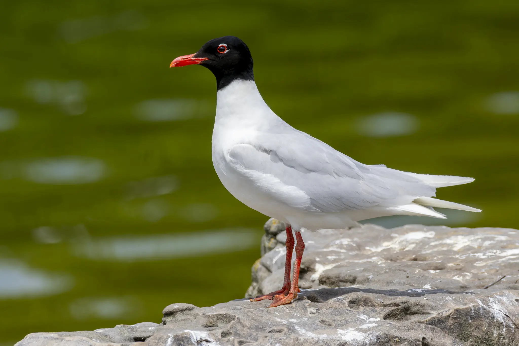 Mediterranean Gull