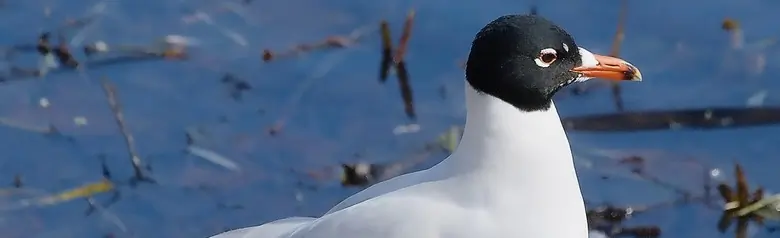 Mediterranean Gull. Seen here standing on a rock at the water's edge. In summer plumage with a black head.