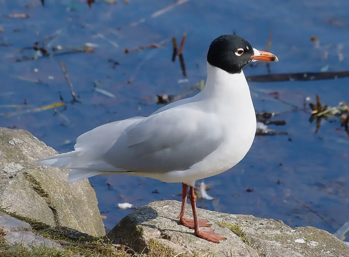 Mediterranean Gull. Seen here standing on a rock at the water's edge. In summer plumage with a black head.