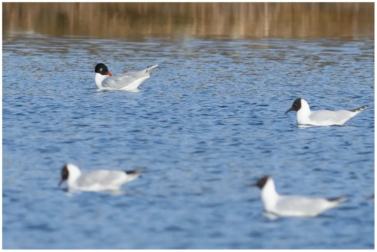 Mediterranean Gull
