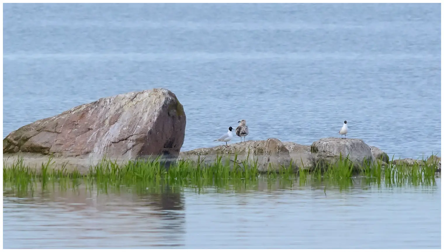 Mediterranean Gull