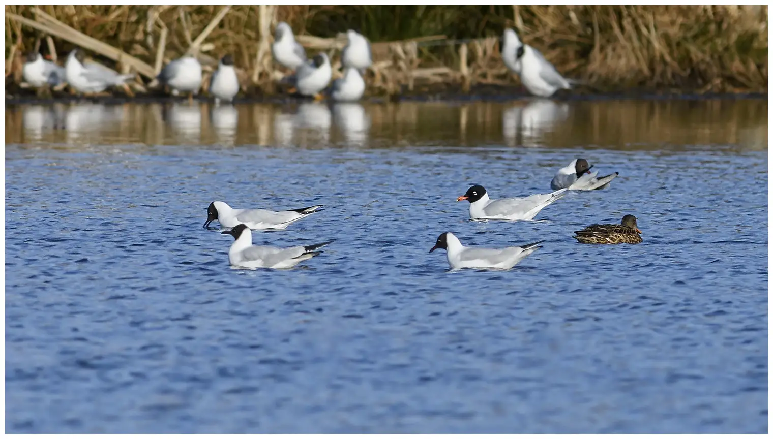 Mediterranean Gull