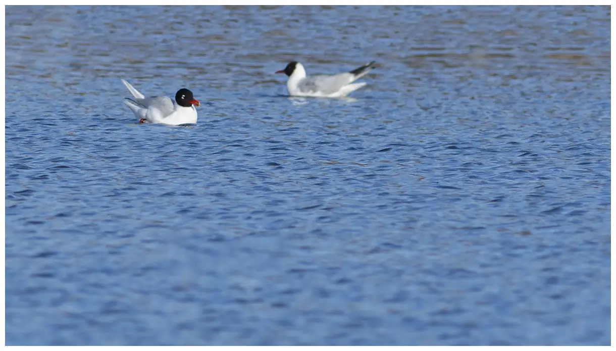 Mediterranean Gull
