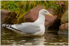 Herring Gull