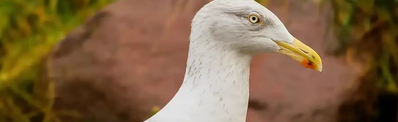 Herring Gull. Standing at the water's edge with rocks in the background. Strong yellow beak with a red spot.