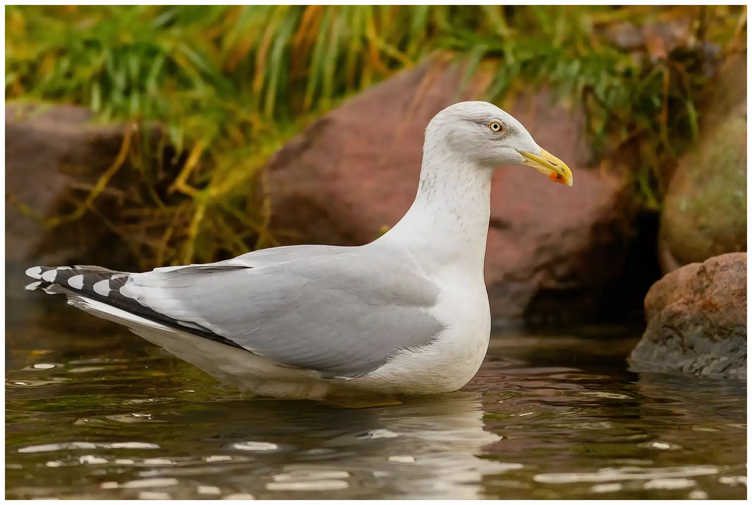 Herring Gull. Standing at the water's edge with rocks in the background. Strong yellow beak with a red spot.