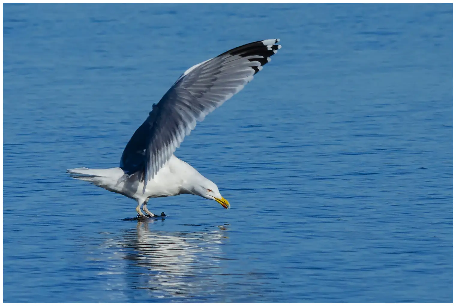Herring Gull