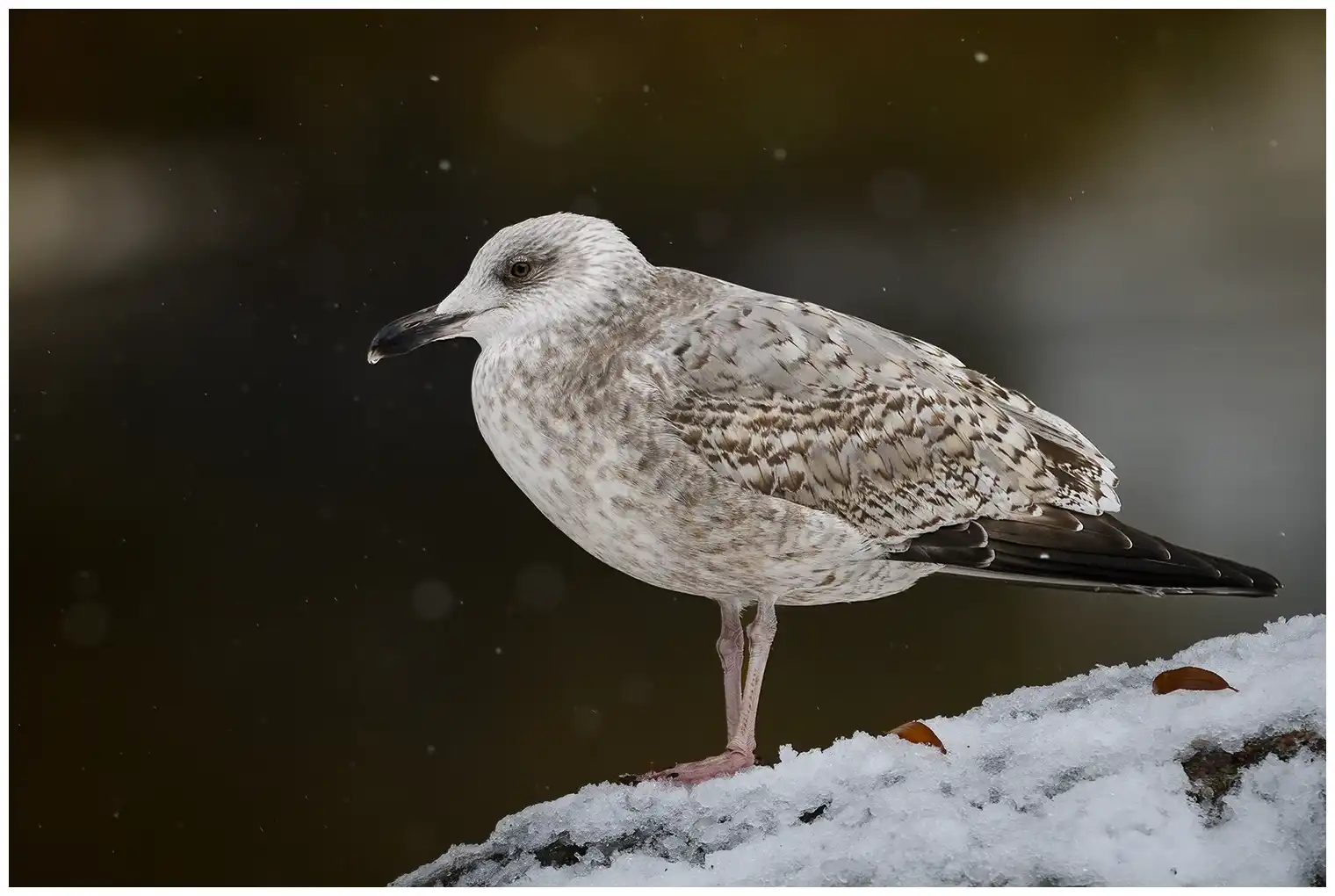 Herring Gull