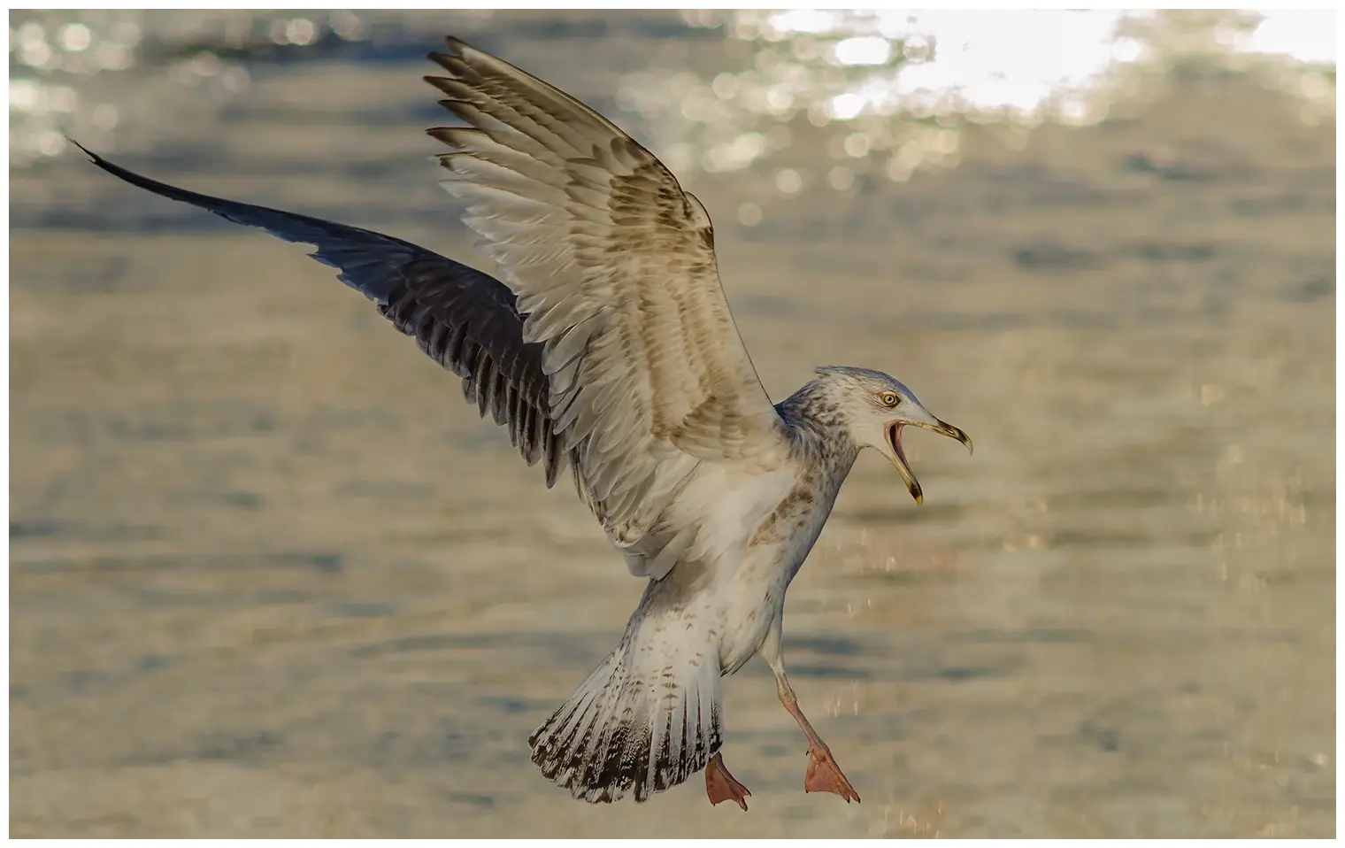 Herring Gull