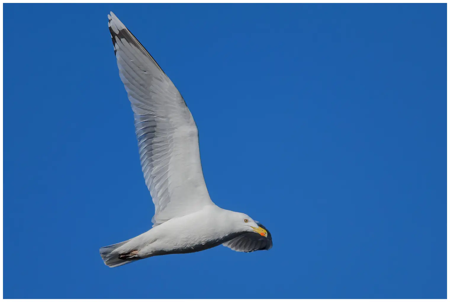 Herring Gull