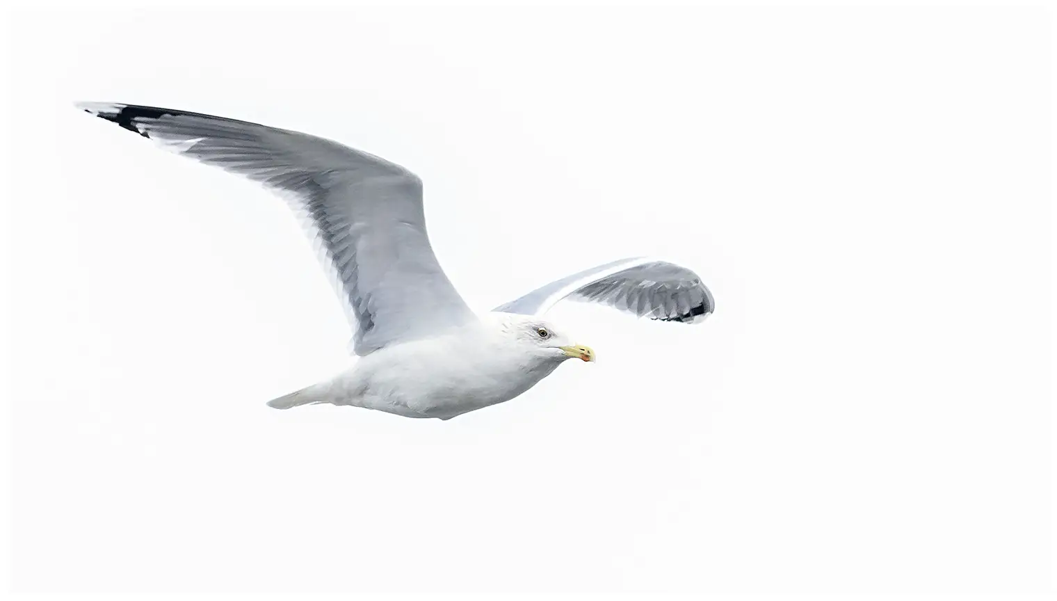 Herring Gull