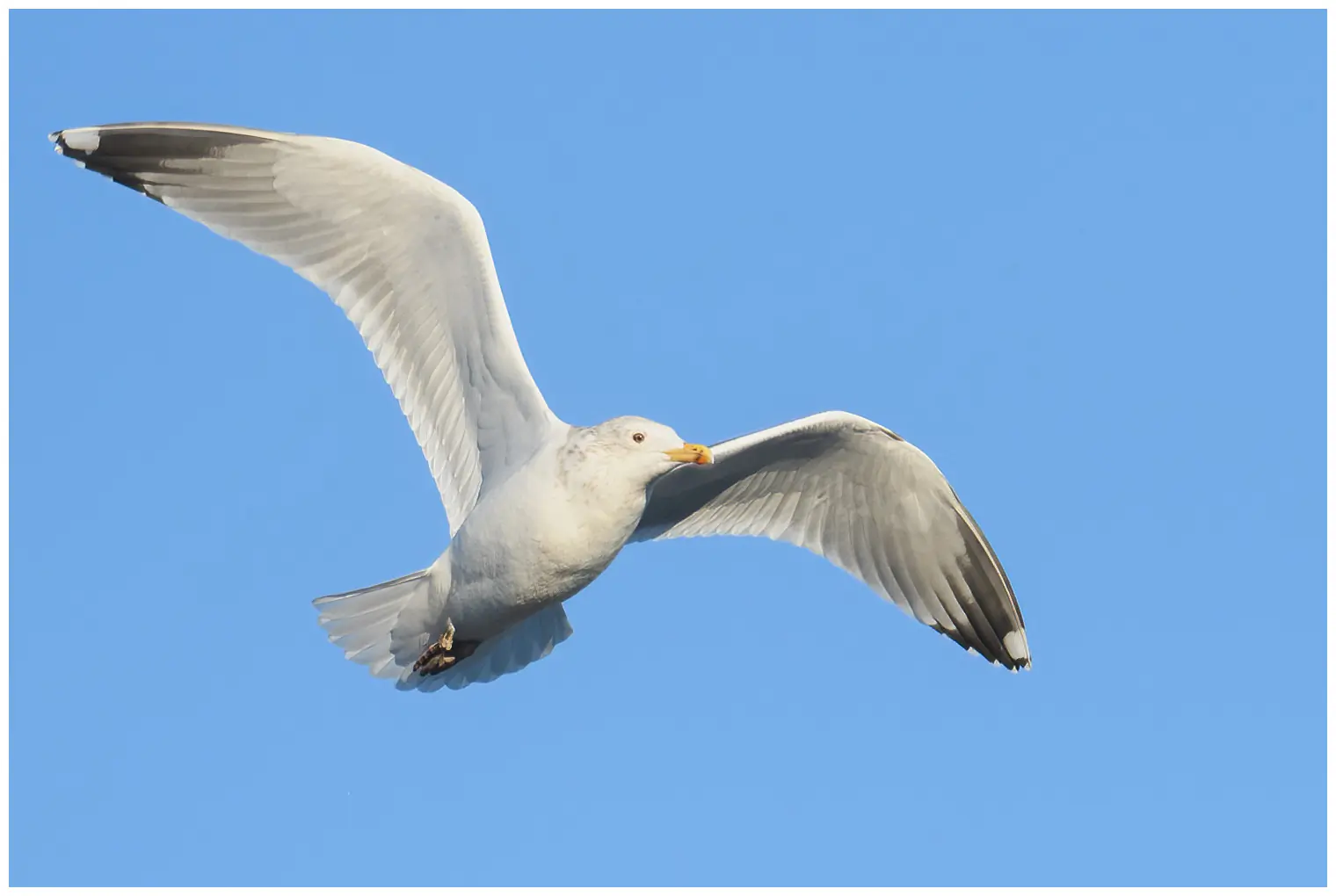 Herring Gull