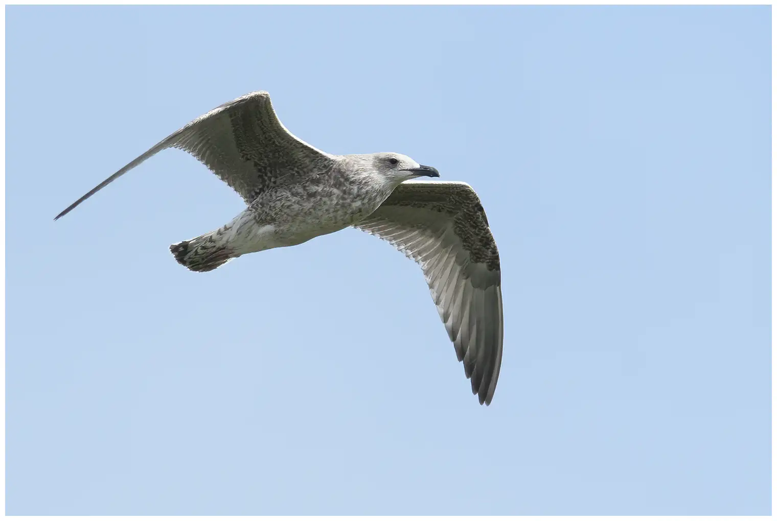 Herring Gull