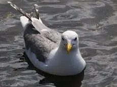 Caspian Gull