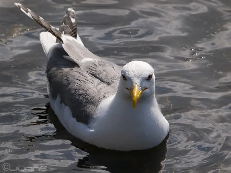Caspian Gull. Lying in the water. Head turned towards the photographer.
