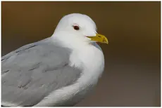 Mew Gull