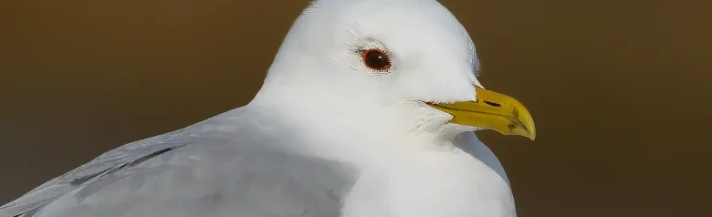 Mew Gull. Close-up of the head. Gentle facial expression. Round head shape and short, slender beak.