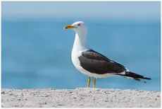 Lesser Black-backed Gull