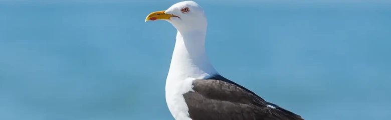 Lesser Black-backed Gull. Standing in sand by water. Black wings and back, yellow legs and red spot on lower bill.