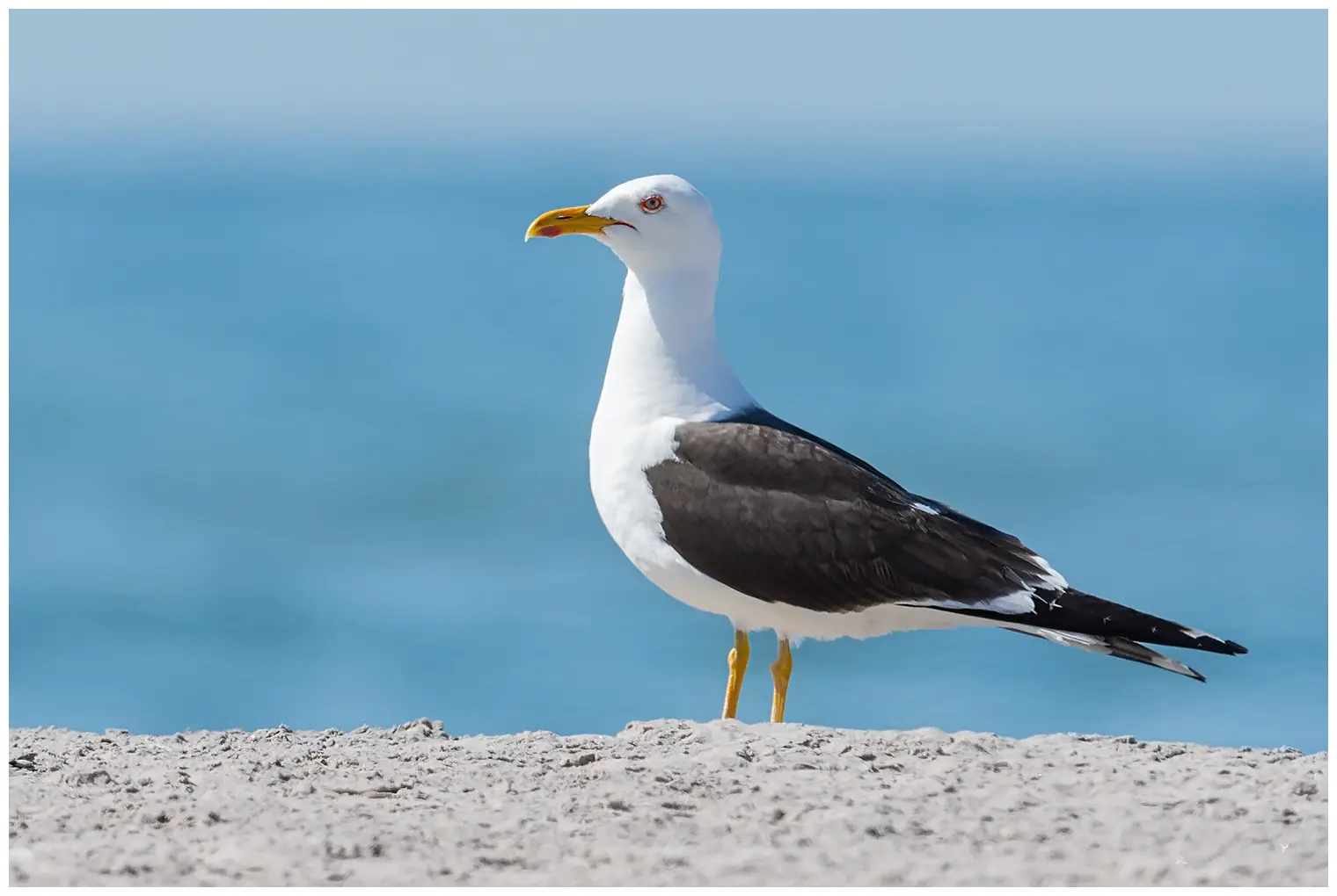 Lesser Black-backed Gull. Standing in sand by water. Black wings and back, yellow legs and red spot on lower bill.