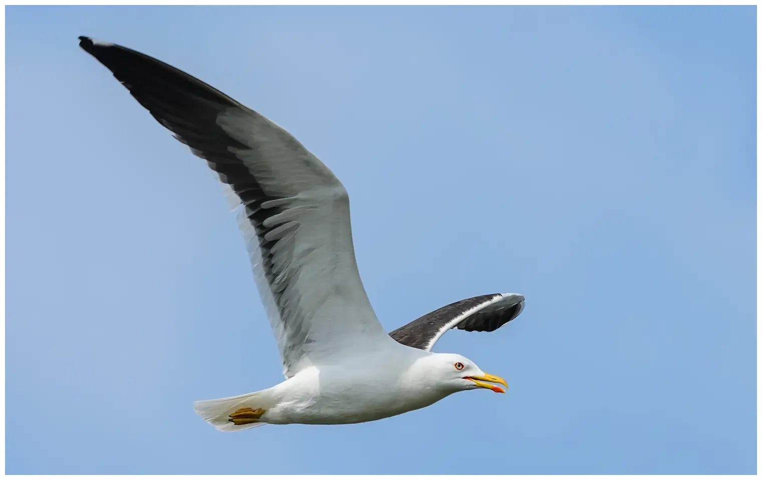 Lesser Black-backed Gull