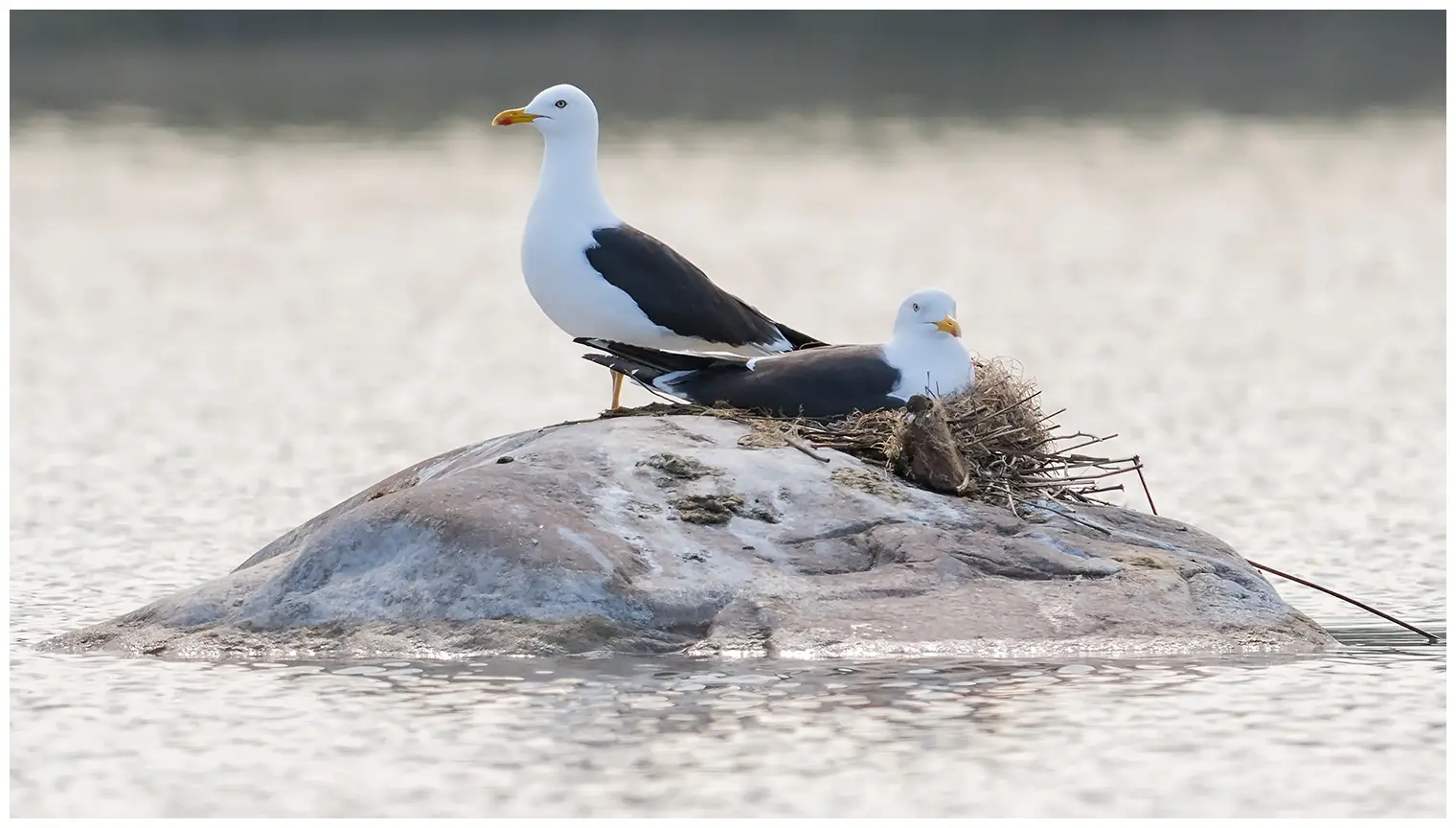 Lesser Black-backed Gull