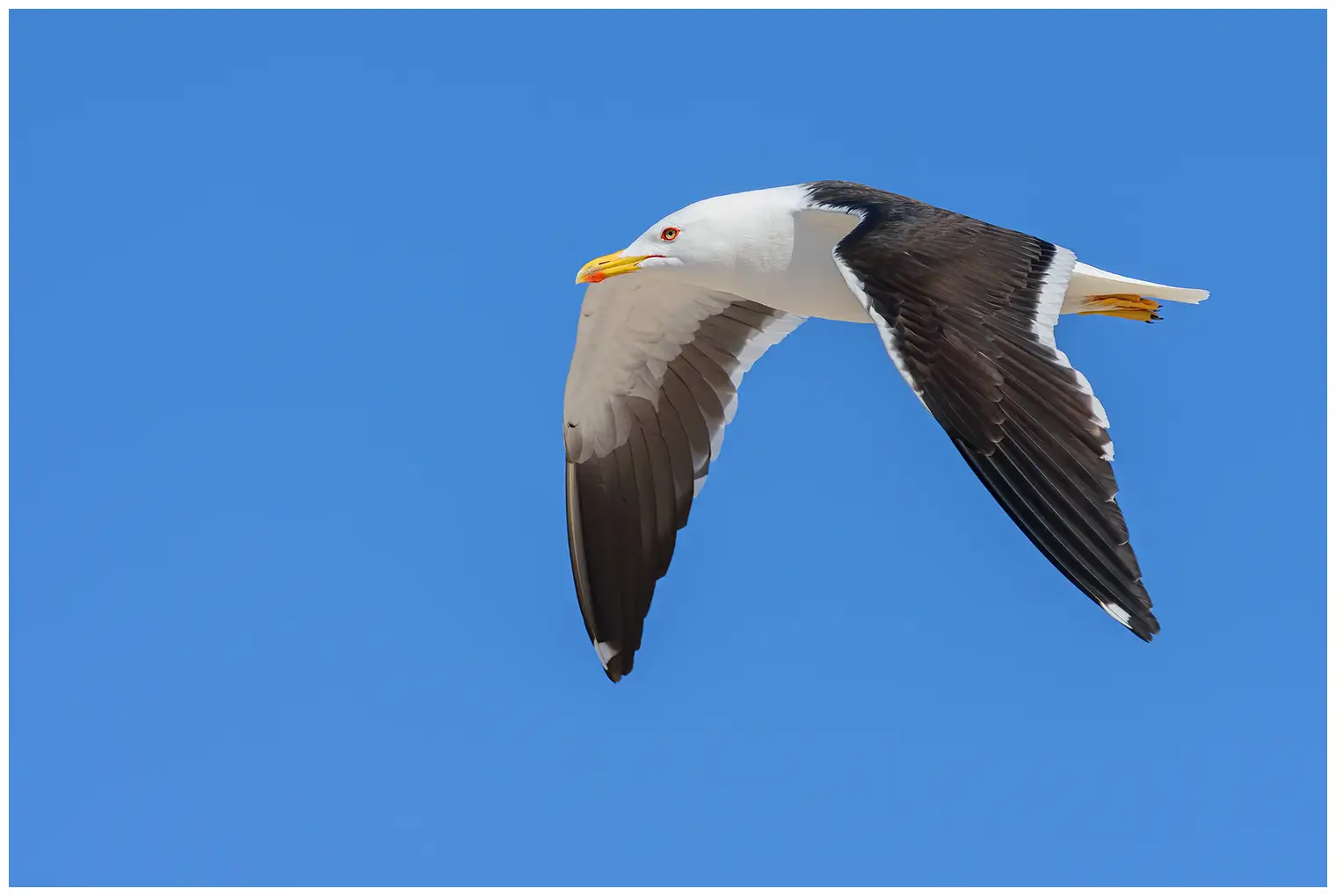 Lesser Black-backed Gull