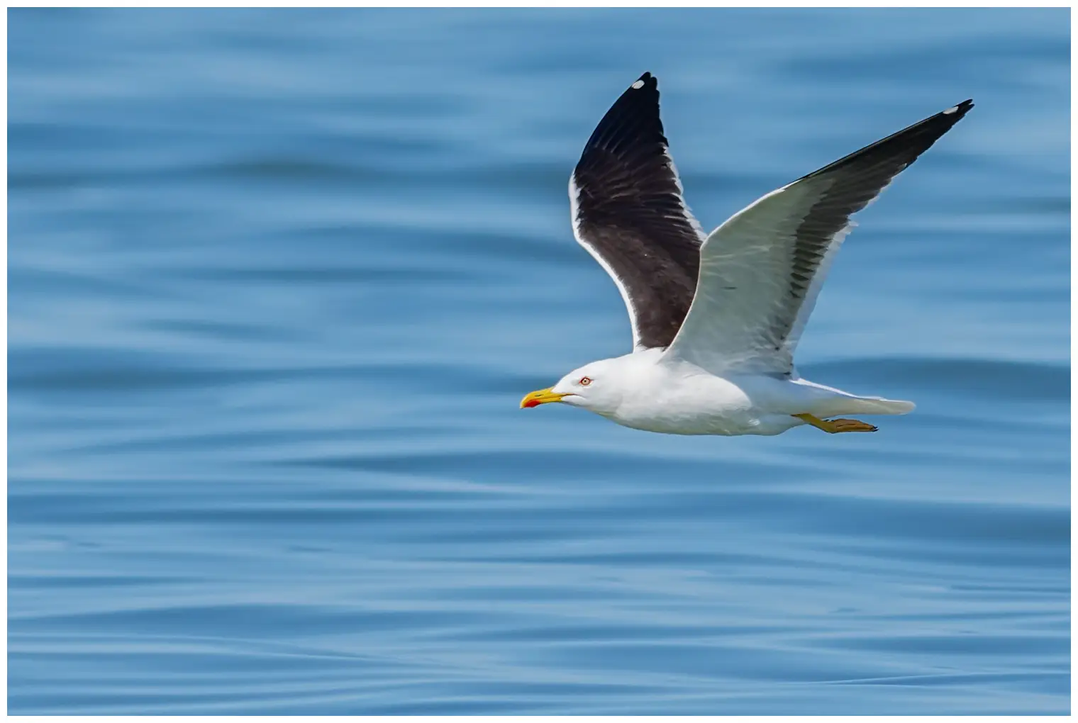 Lesser Black-backed Gull