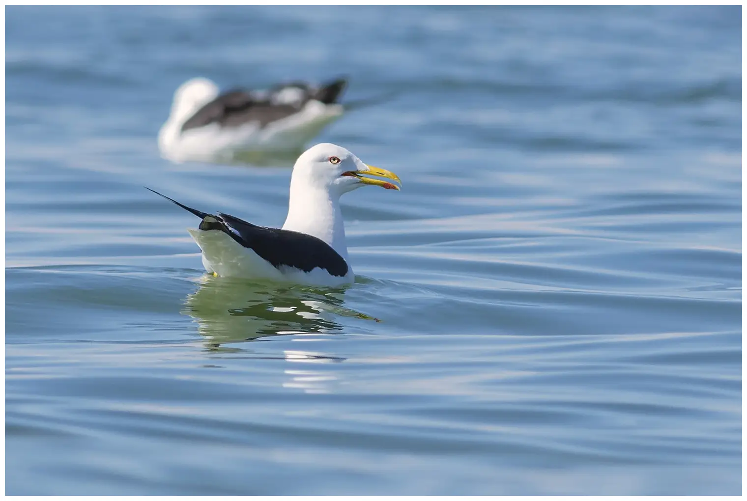 Lesser Black-backed Gull