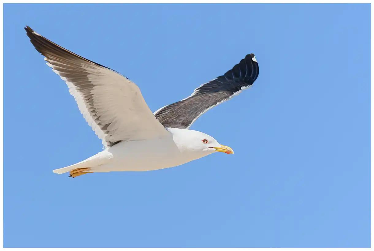 Lesser Black-backed Gull