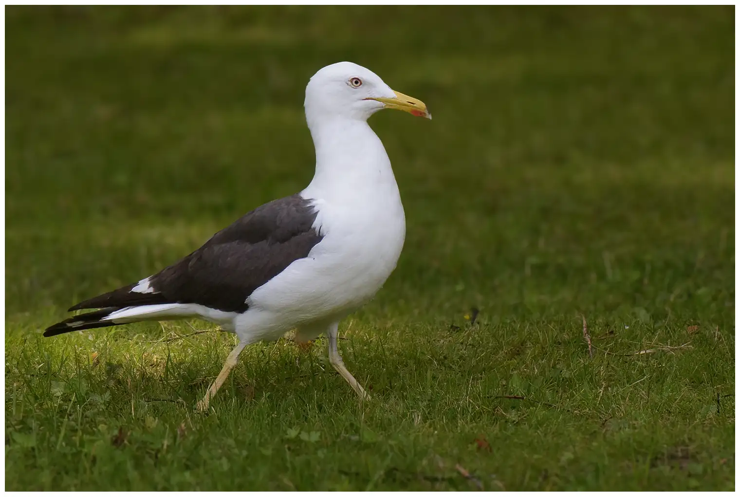 Lesser Black-backed Gull