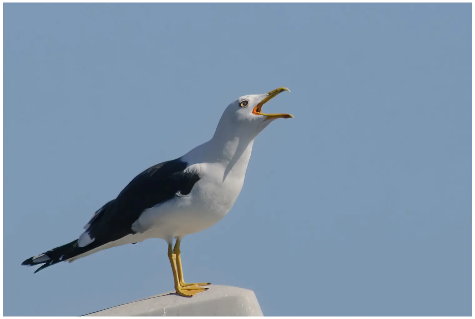 Lesser Black-backed Gull