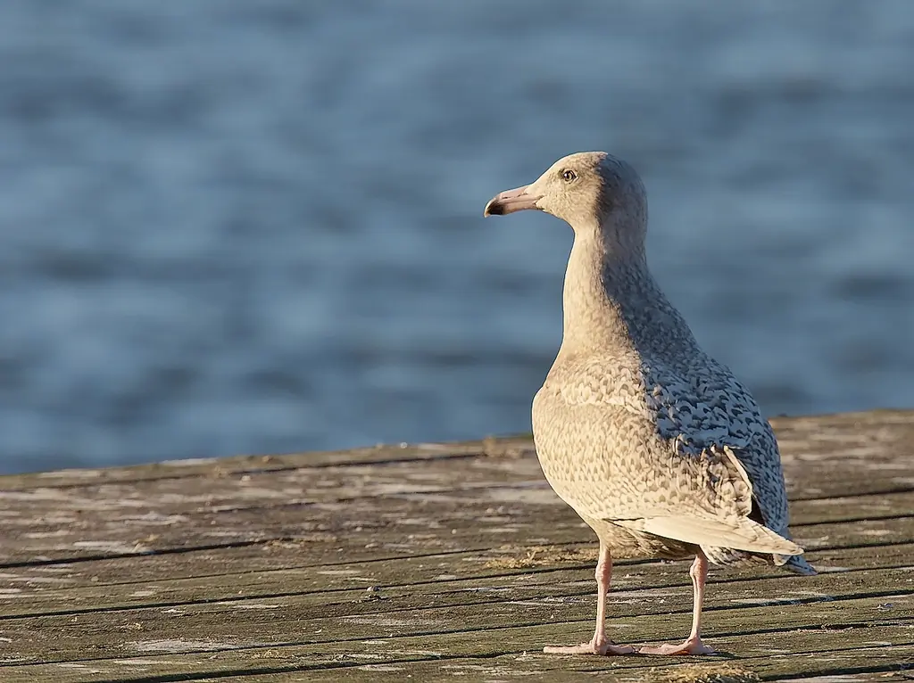 Glaucous Gull. Standing on a bathing jetty. Completely grey mottled plumage, including wings and wing tips. However, the beak tip is black.