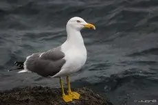 Yellow-legged Gull
