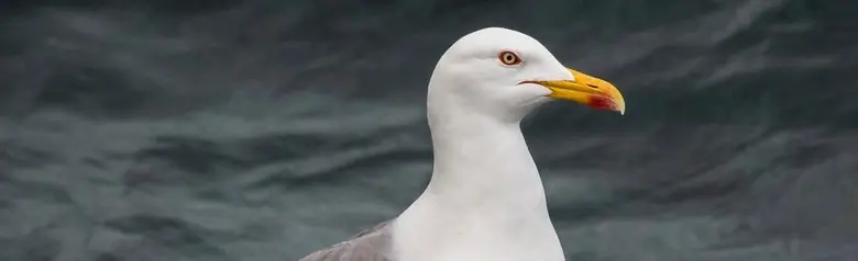 Yellow-legged Gull. Standing on a rock near the water.