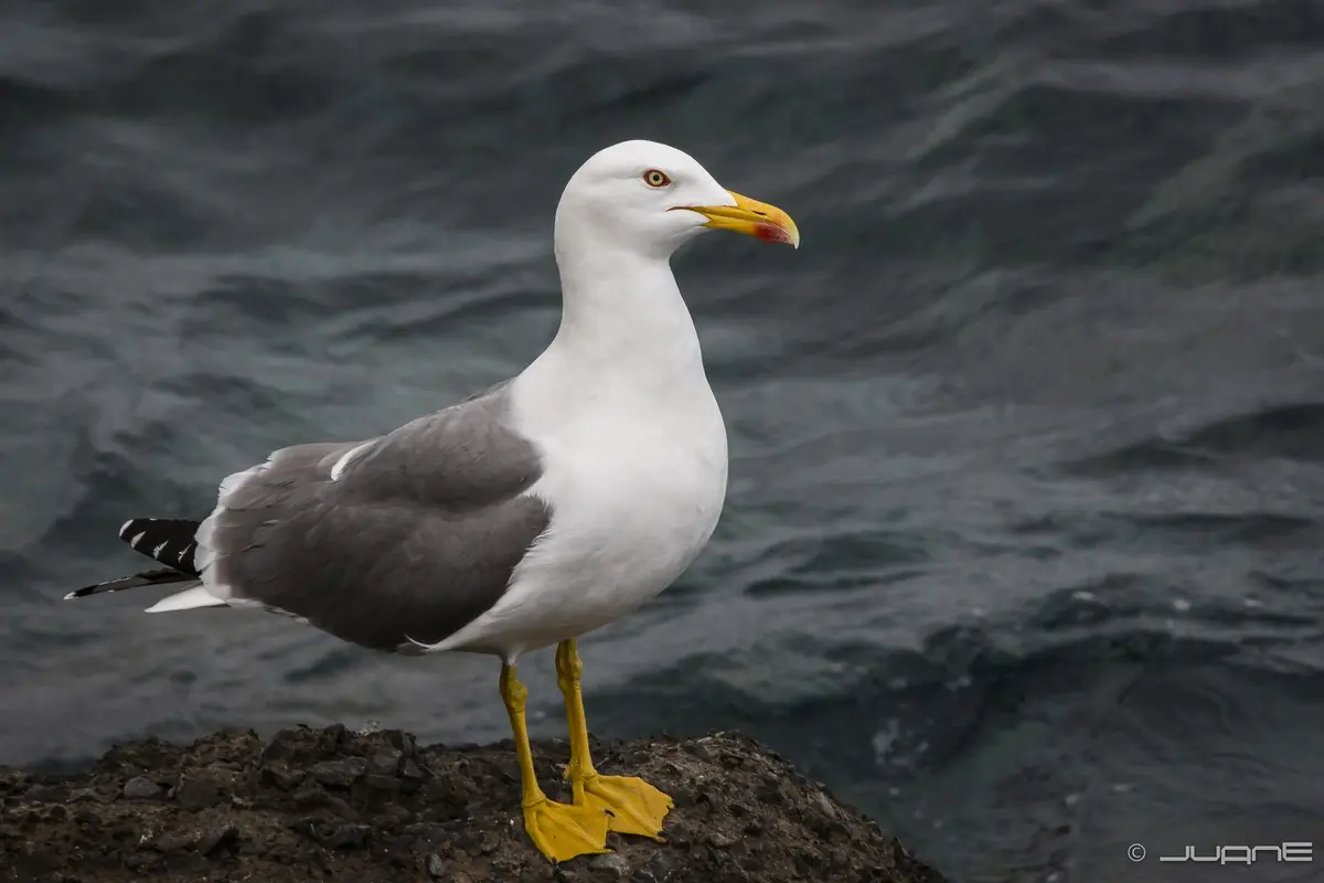 Yellow-legged Gull. Standing on a rock near the water.