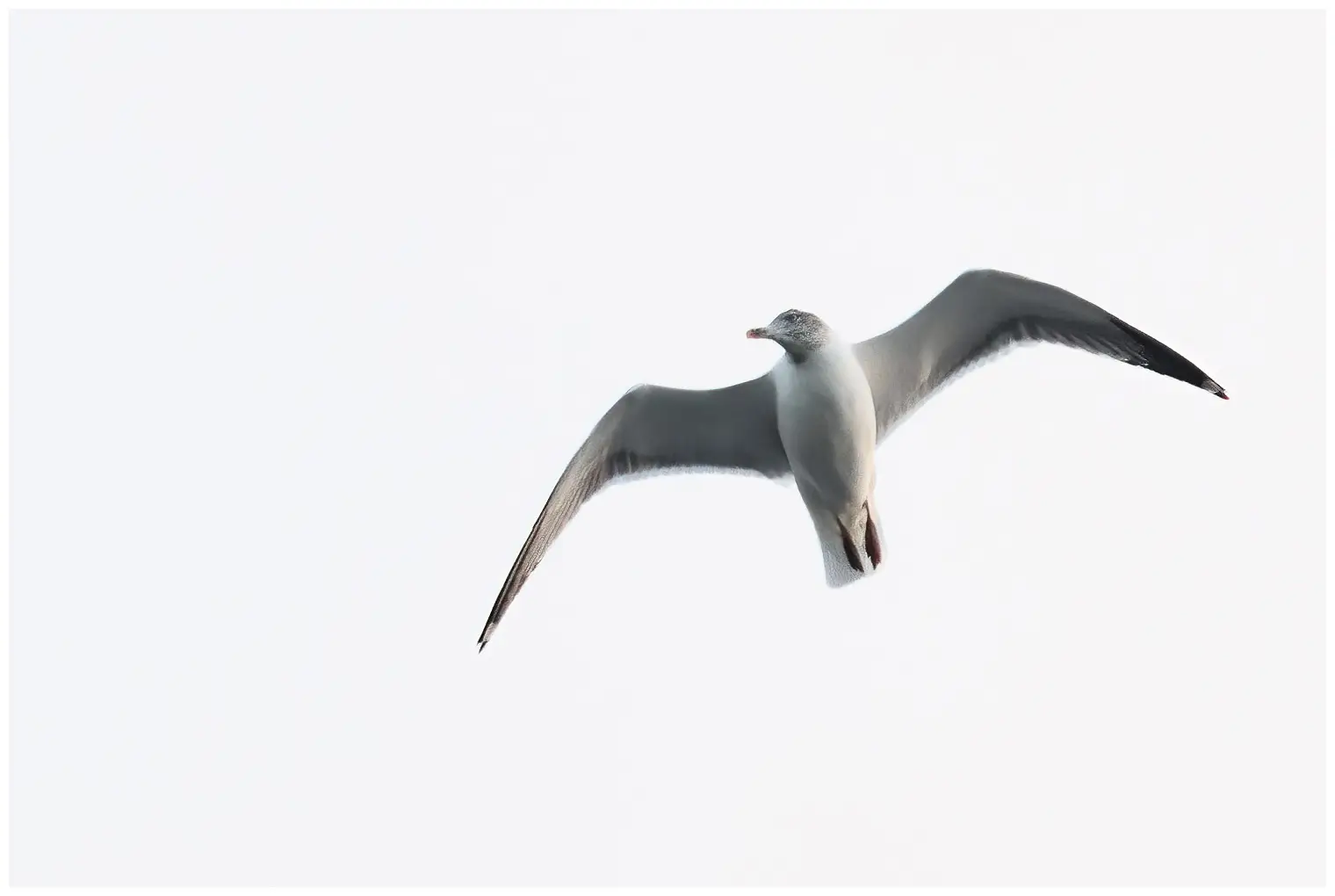 Yellow-legged Gull