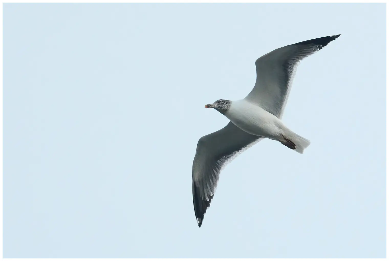 Yellow-legged Gull