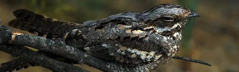 Nightjar. On a branch, well camouflaged by its grey-brown plumage. During the day it sits motionless and sleeps.