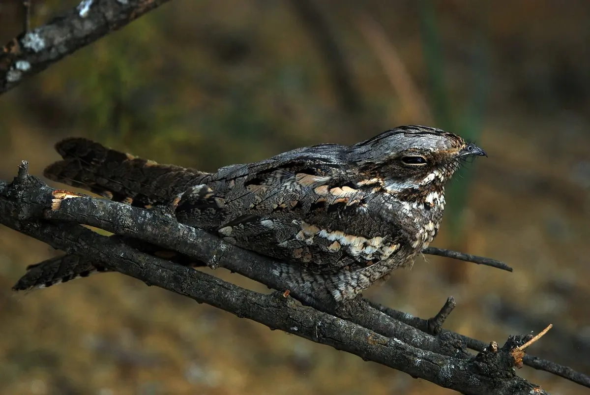 Nightjar. On a branch, well camouflaged by its grey-brown plumage. During the day it sits motionless and sleeps.