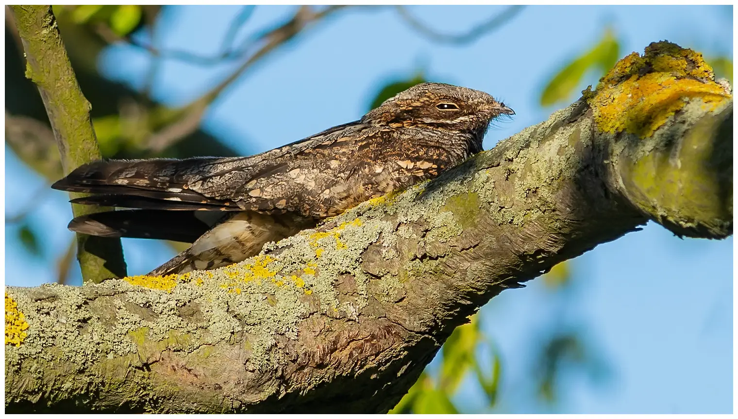 Nightjar