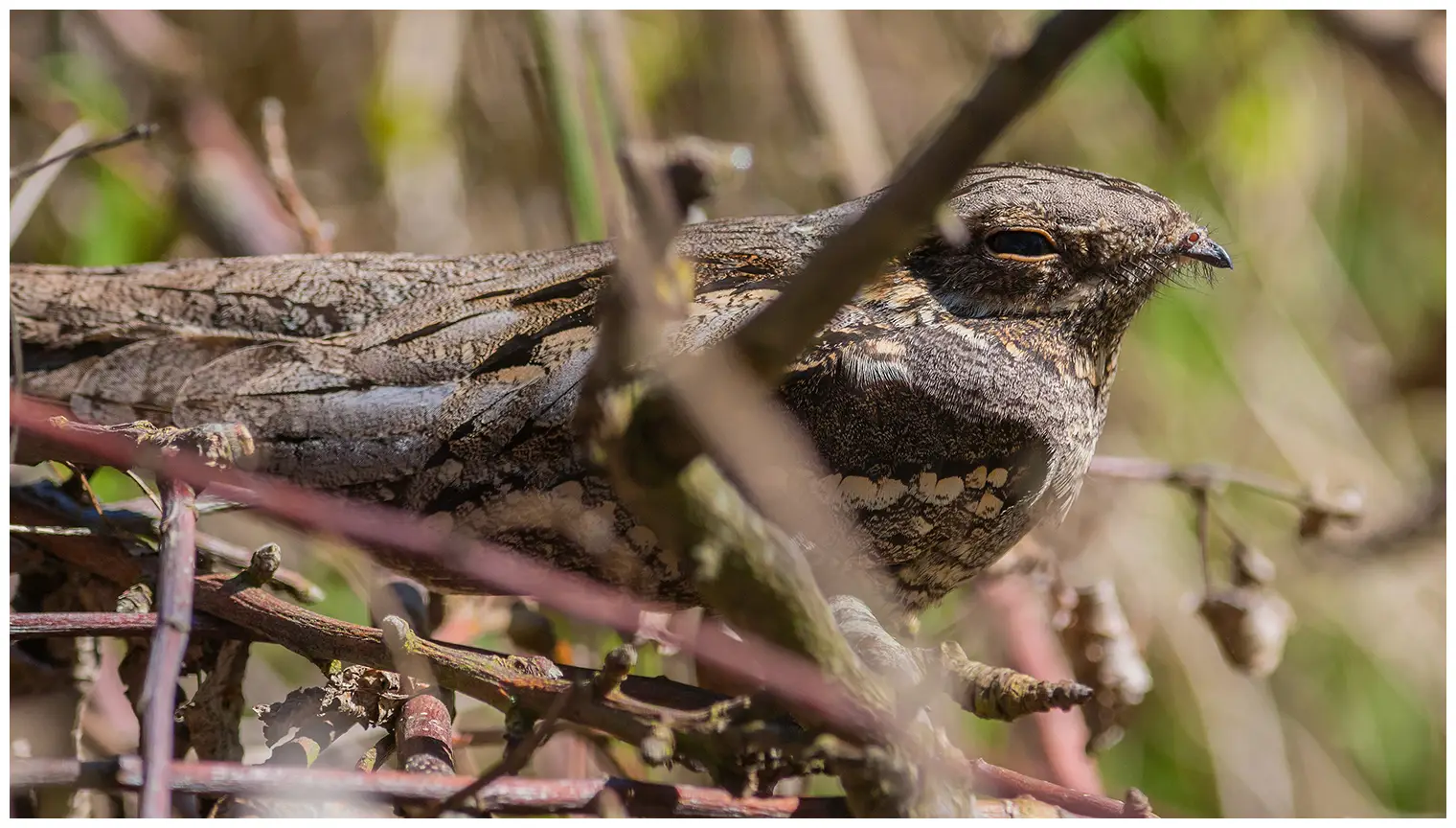 Nightjar
