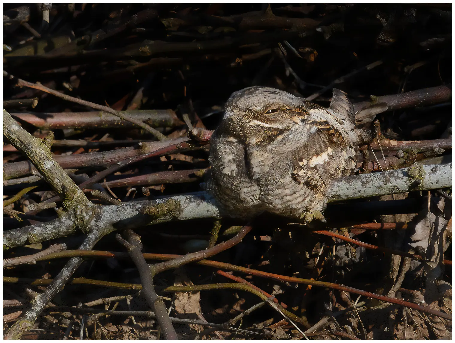 Nightjar