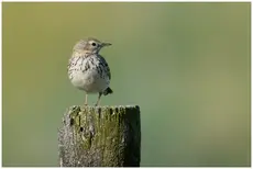 Meadow Pipit