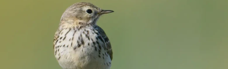 Meadow Pipit. On a fence post. A small brown-striped bird with reddish legs and a light belly.