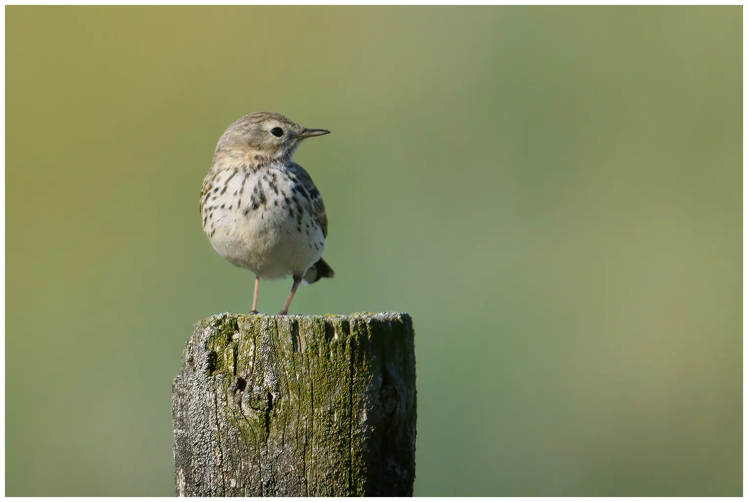 Meadow Pipit. On a fence post. A small brown-striped bird with reddish legs and a light belly.