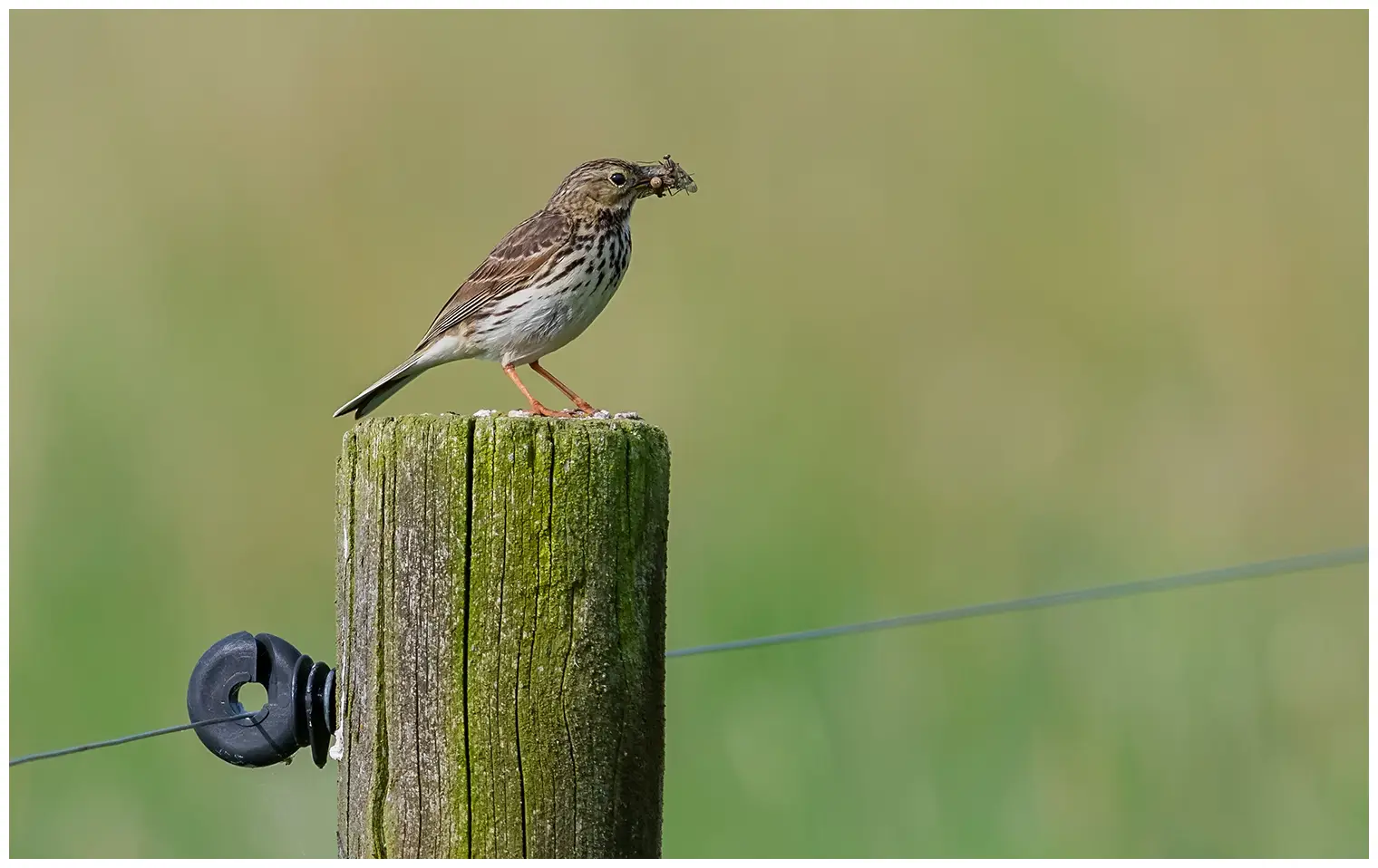 Meadow Pipit