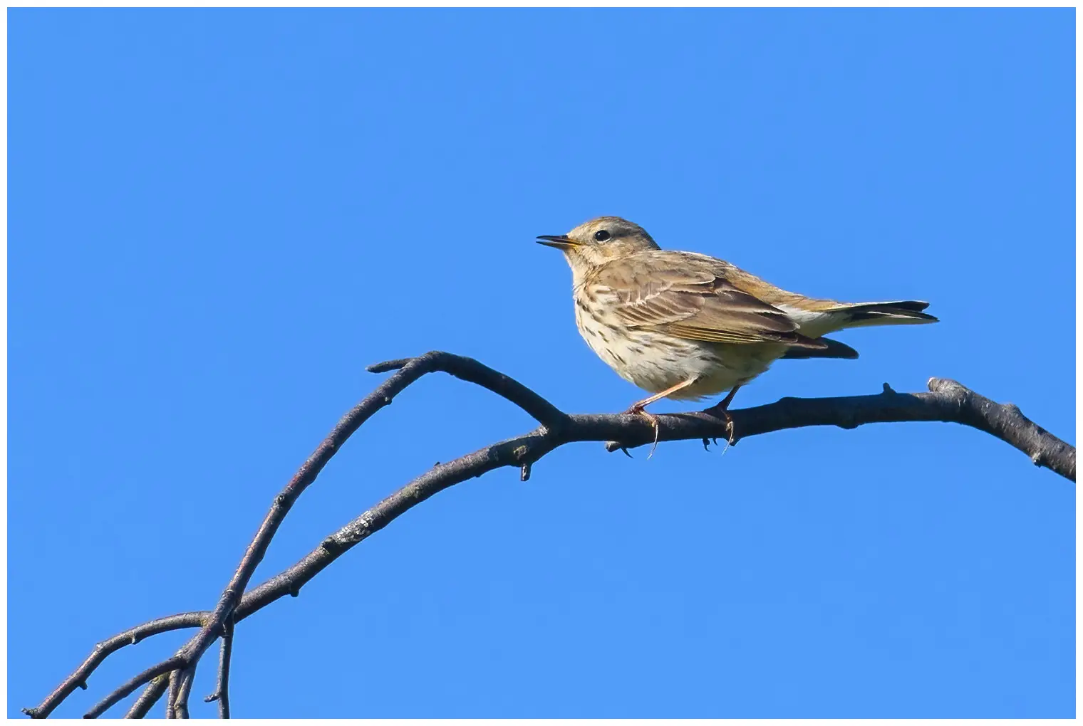 Meadow Pipit