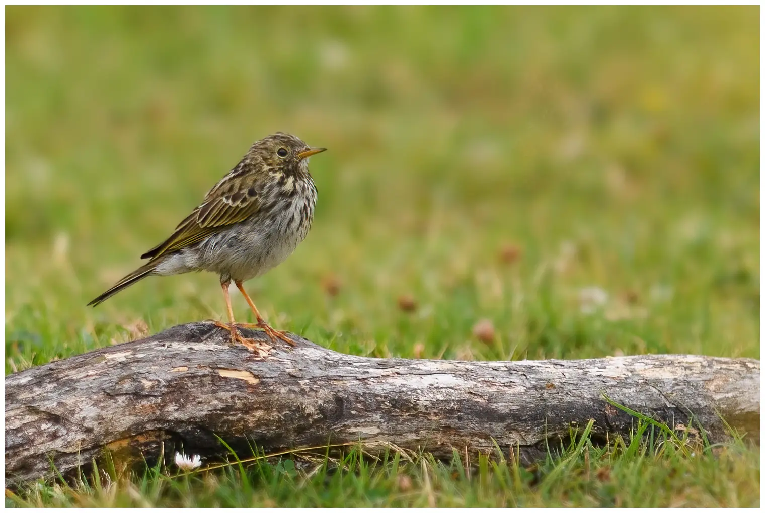 Meadow Pipit